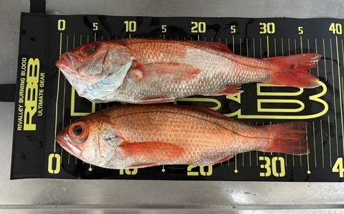 アカムツの釣果