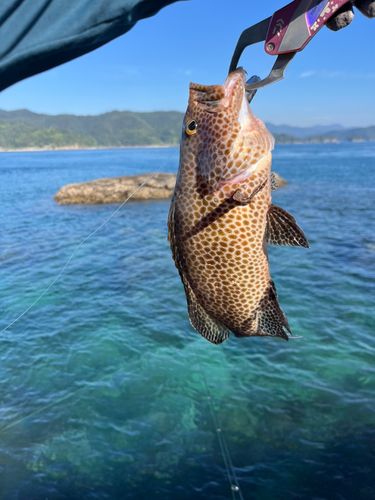 オオモンハタの釣果