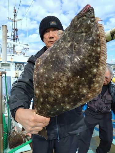 ヒラメの釣果