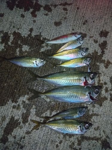 アジの釣果