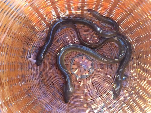 ウナギの釣果