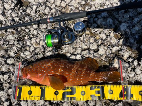 キジハタの釣果