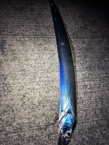 タチウオの釣果