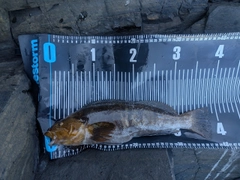 アイナメの釣果