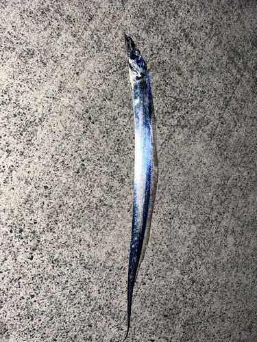 タチウオの釣果