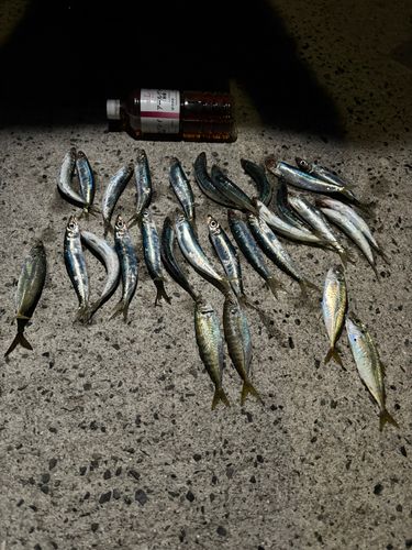 イワシの釣果