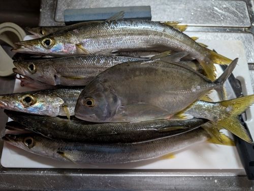 アカカマスの釣果