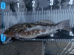 アイナメの釣果