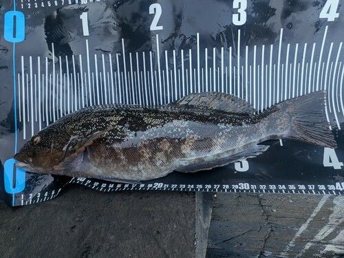 アイナメの釣果