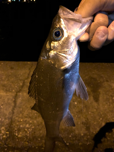 セイゴ（タイリクスズキ）の釣果