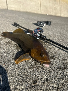 アブラコの釣果