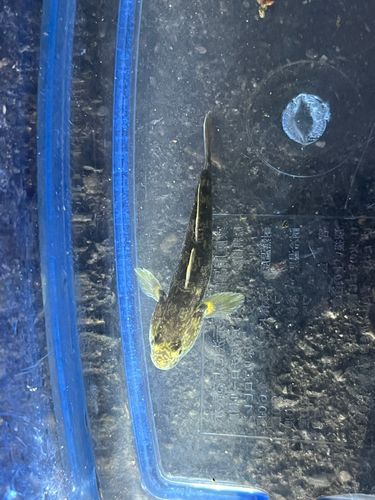 ヌマチチブの釣果