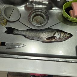 フッコ（マルスズキ）