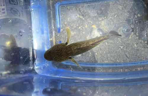 ヌマチチブの釣果