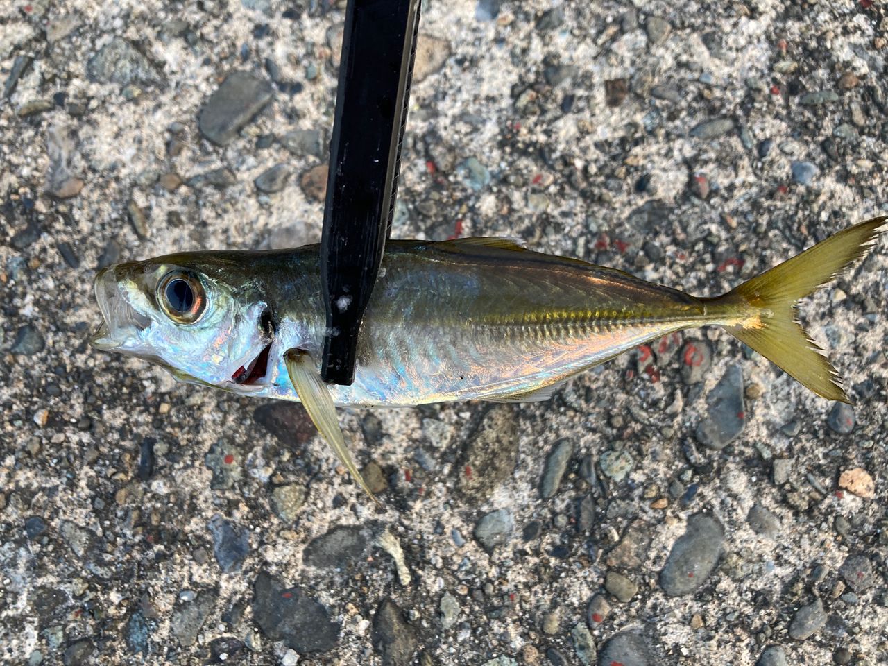 SHIMANO 22ソアレ SS アジング S70UL-Sの最安値・インプレ・釣果