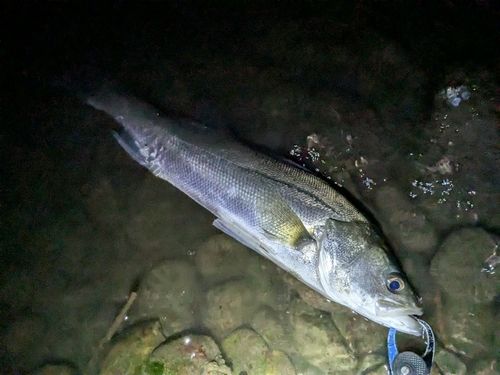 フッコ（マルスズキ）の釣果