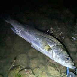 フッコ（マルスズキ）