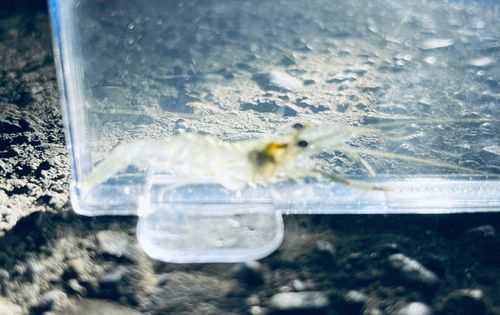 テナガエビの釣果