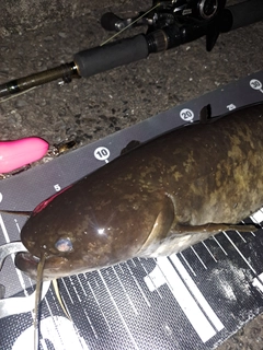 ナマズの釣果