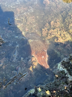 コウイカの釣果