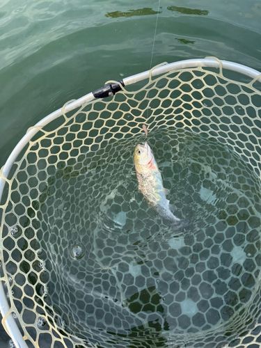 ニジマスの釣果