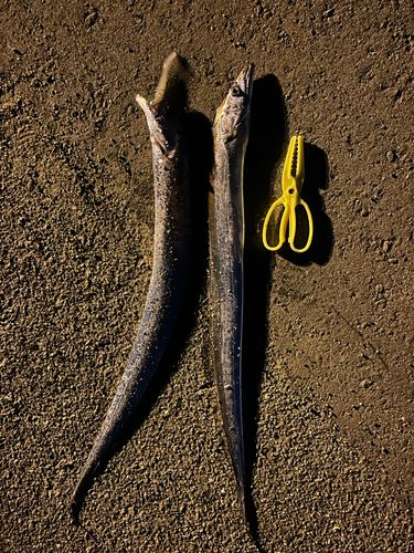 タチウオの釣果