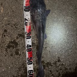 アメリカナマズ