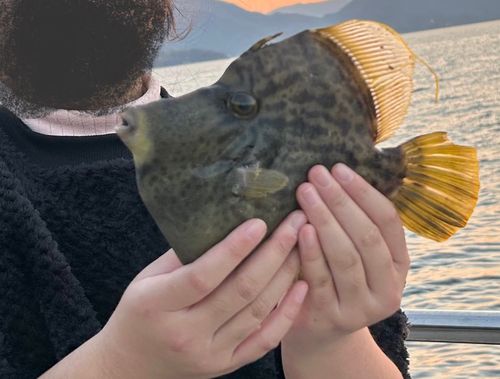 カワハギの釣果