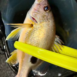 ニセクロホシフエダイ