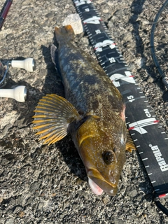 アブラコの釣果