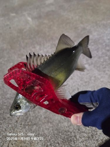 セイゴ（マルスズキ）の釣果