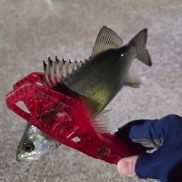 セイゴ（マルスズキ）