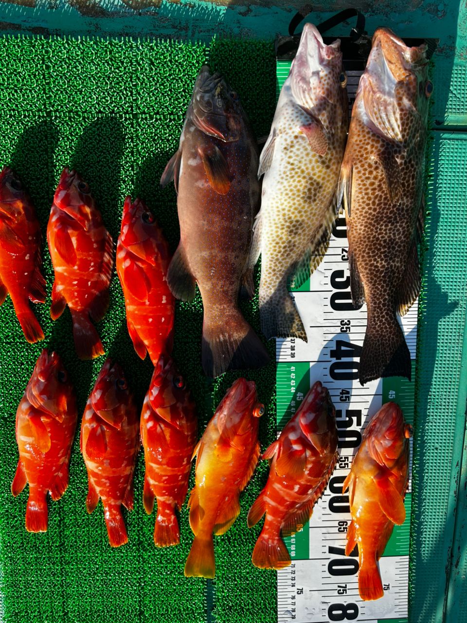 愛晃丸フィッシングさんの釣果 1枚目の画像