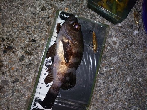 メバルの釣果