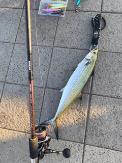 サゴシの釣果