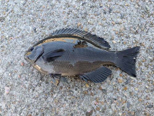 平磯海づり公園