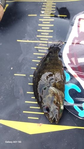 オヤニラミの釣果