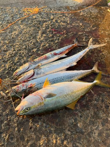 ハマチの釣果