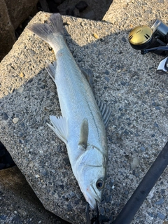 フッコ（マルスズキ）の釣果