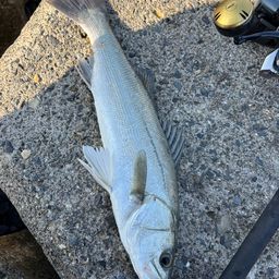 フッコ（マルスズキ）