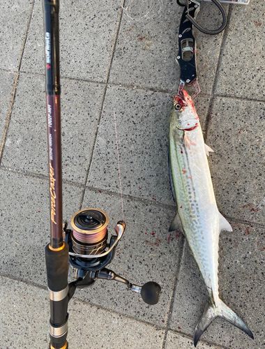 サゴシの釣果