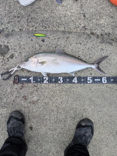 カンパチの釣果