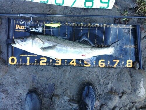 シーバスの釣果