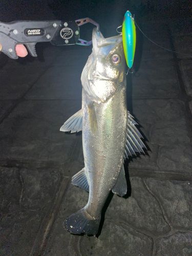 セイゴ（マルスズキ）の釣果