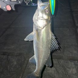 セイゴ（マルスズキ）