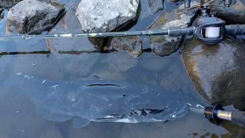 ビワコオオナマズの釣果