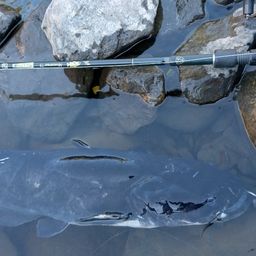 ビワコオオナマズ