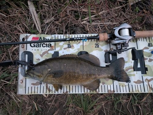 スモールマウスバスの釣果
