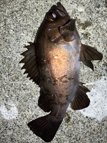 シロメバルの釣果