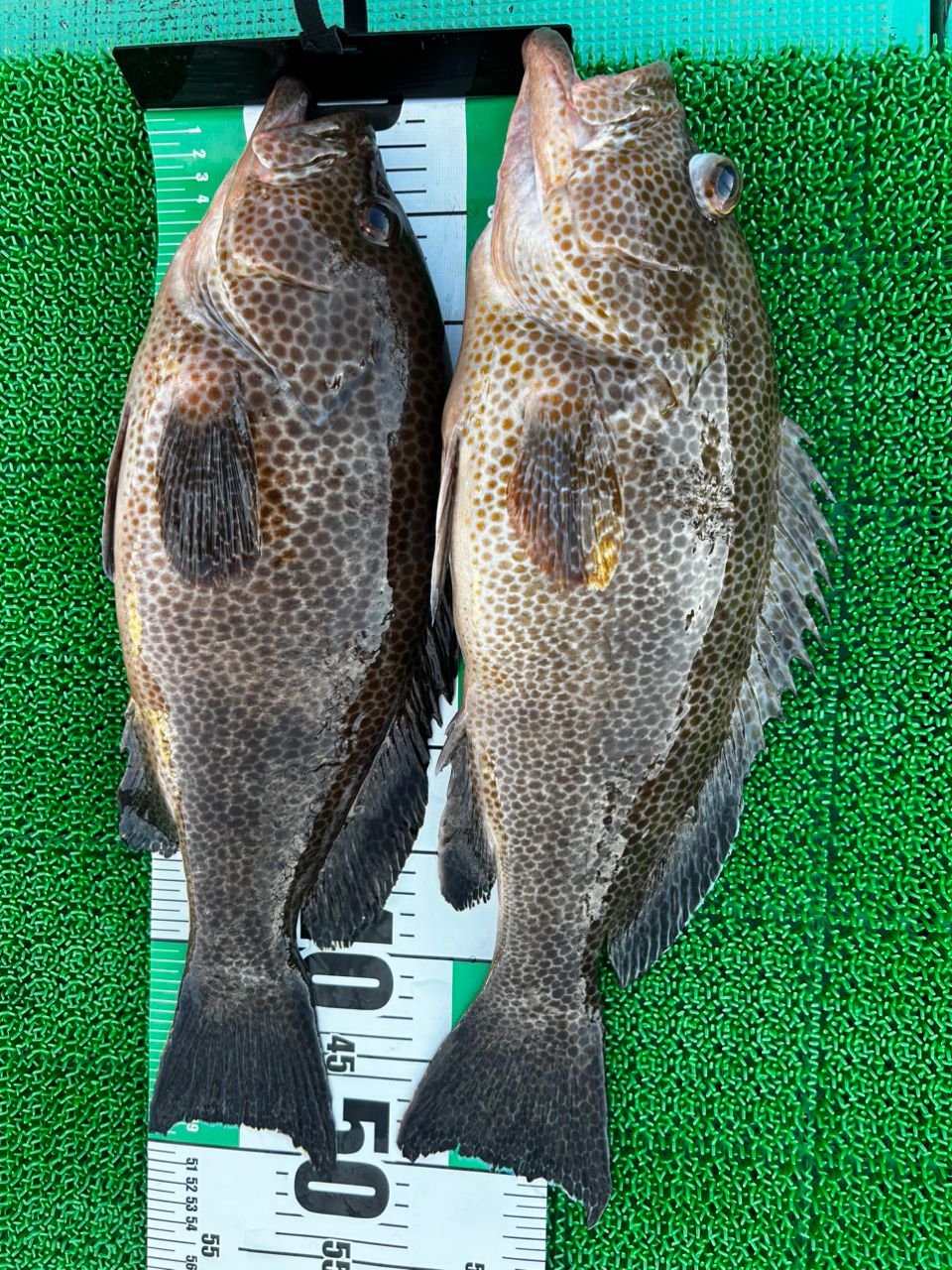 愛晃丸フィッシングさんの釣果 1枚目の画像